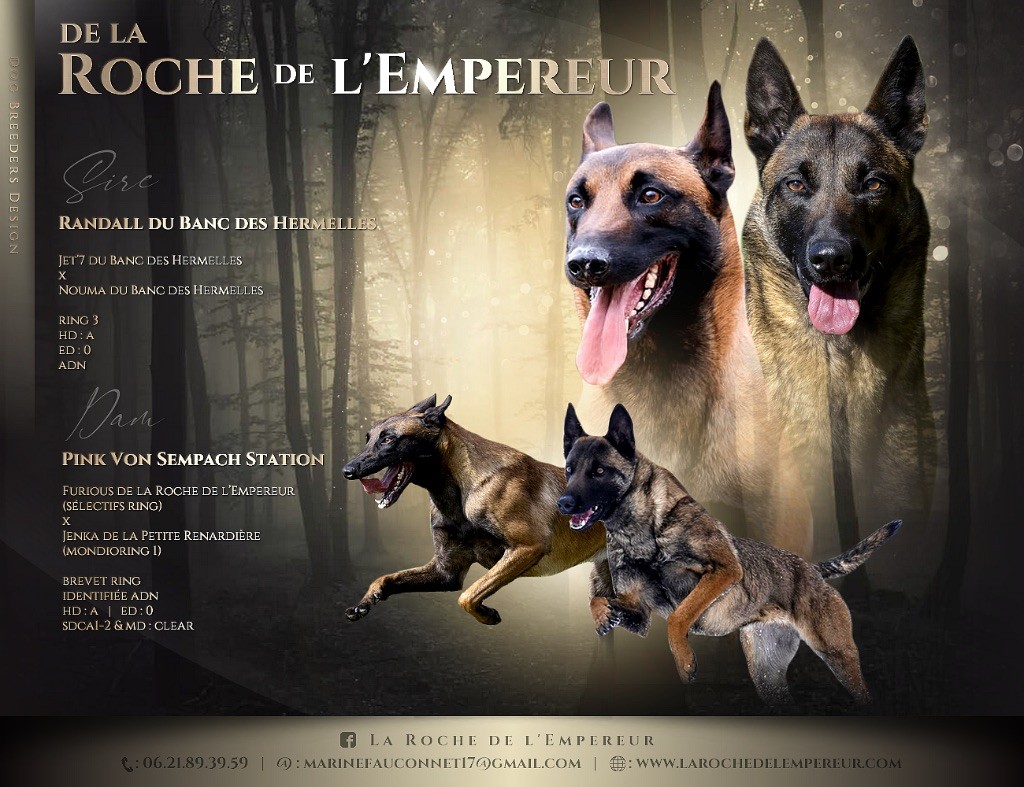 chiot Berger Belge de la Roche de l'Empereur