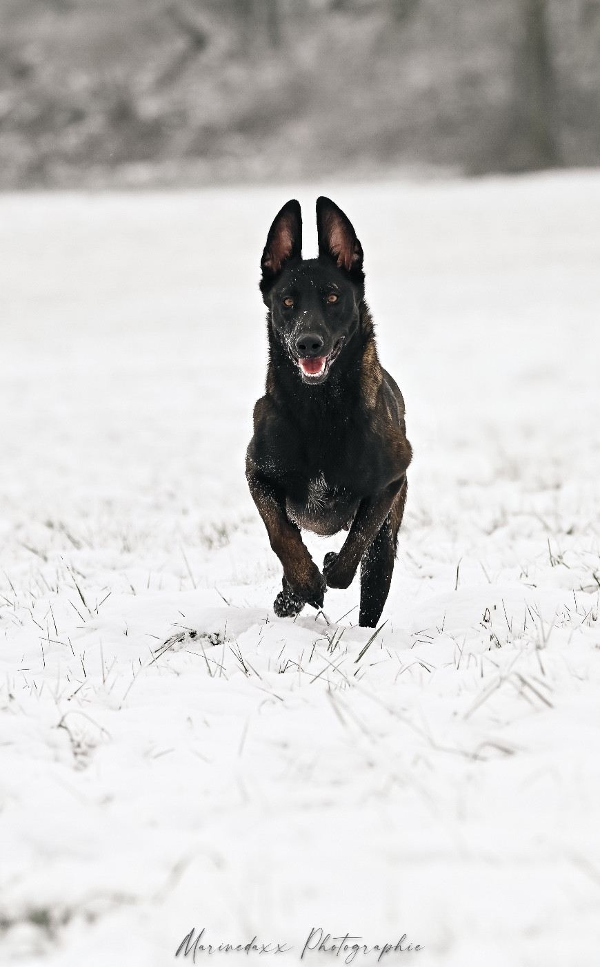 T'shaddaï de la Roche de l'Empereur