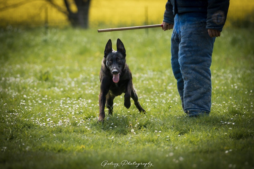 T'shaddaï de la Roche de l'Empereur