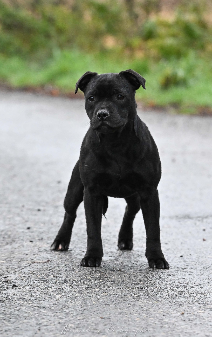 A Queen Still a Queen de la Roche de l'Empereur