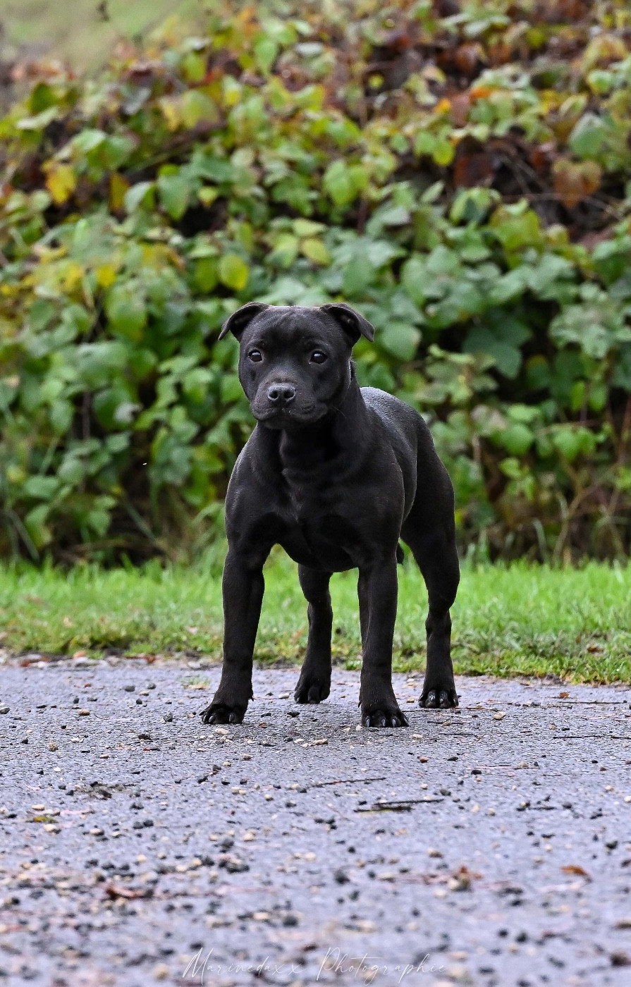 Angel Heart de la Roche de l'Empereur