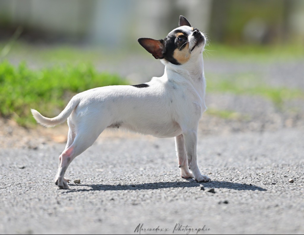 Chiots Chihuahua