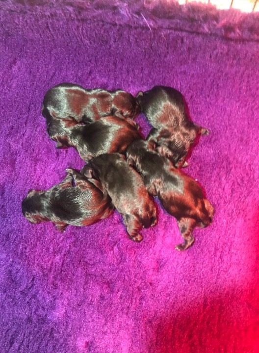 de la Roche de l'Empereur - Staffordshire Bull Terrier - Portée née le 19/07/2019