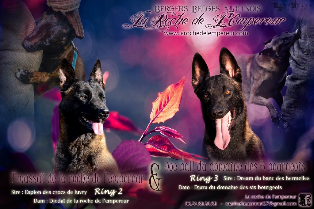 de la Roche de l'Empereur - Berger Belge - Portée née le 07/08/2017