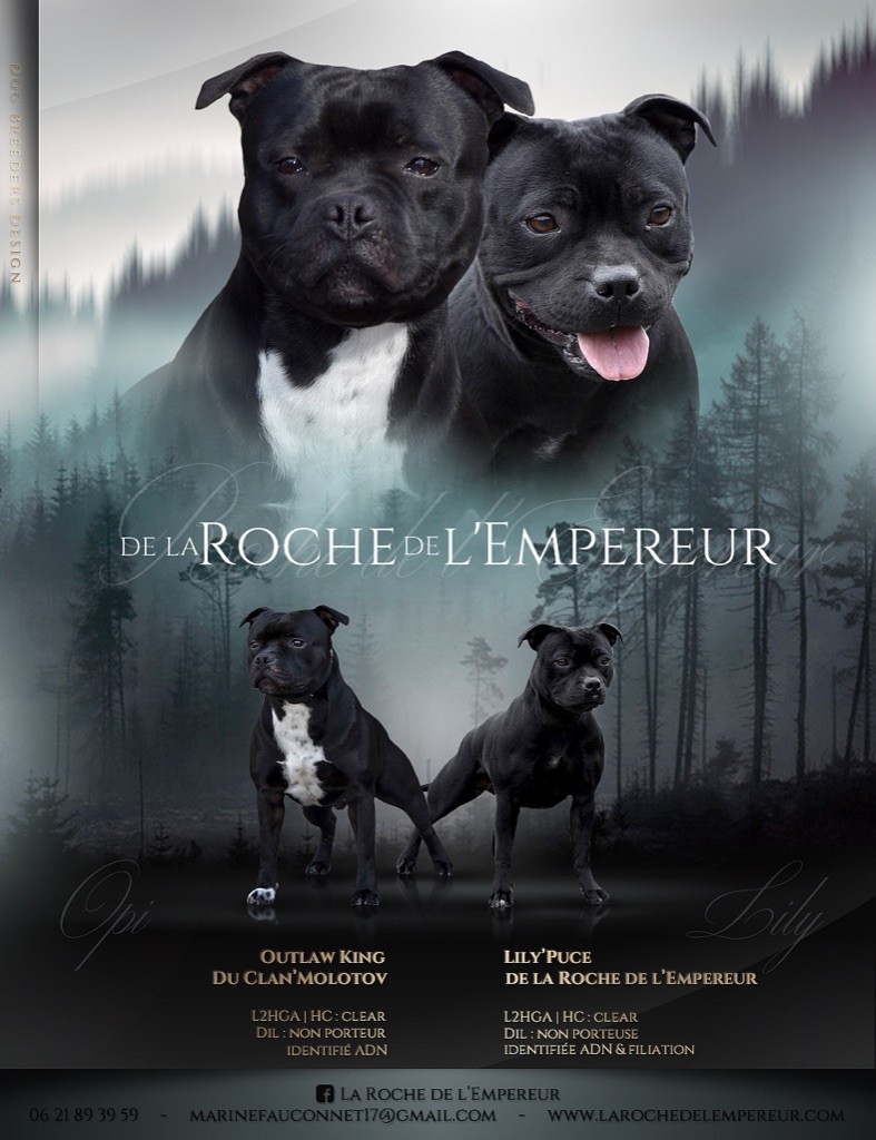 de la Roche de l'Empereur - Staffordshire Bull Terrier - Portée née le 21/05/2021