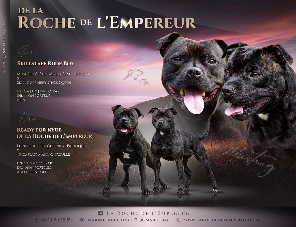 de la Roche de l'Empereur - Staffordshire Bull Terrier - Portée née le 17/06/2025