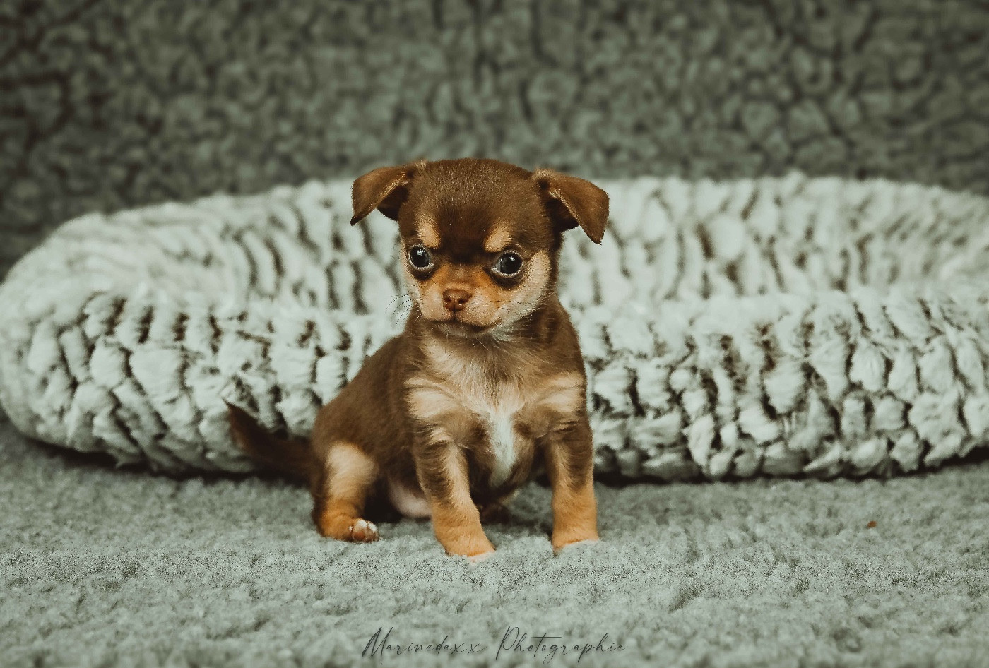 de la Roche de l'Empereur - Chiots disponibles - Chihuahua