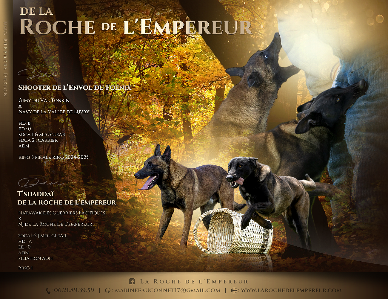 de la Roche de l'Empereur - Berger Belge - Portée née le 16/11/2025