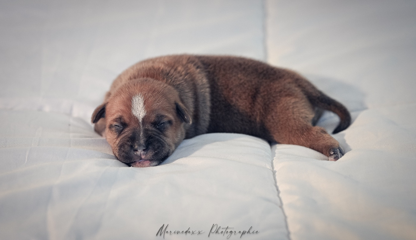 de la Roche de l'Empereur - Chiots disponibles - Staffordshire Bull Terrier