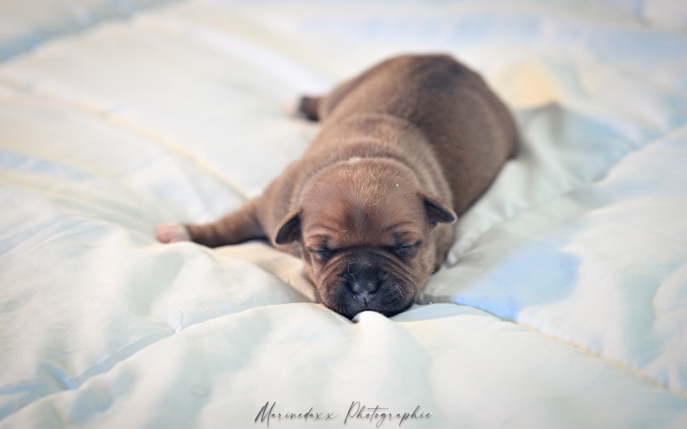 de la Roche de l'Empereur - Chiots disponibles - Staffordshire Bull Terrier