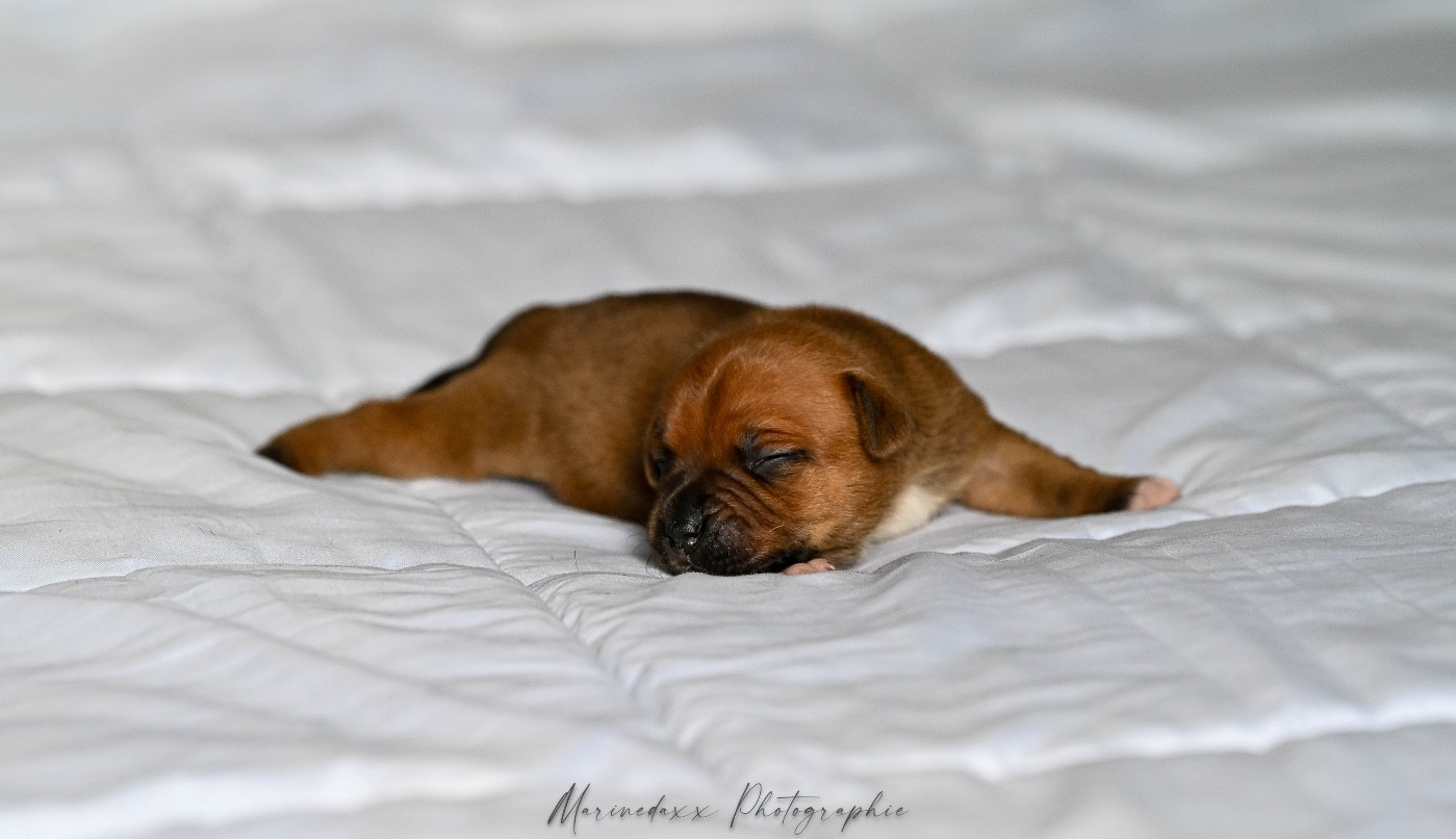 de la Roche de l'Empereur - Chiots disponibles - Staffordshire Bull Terrier