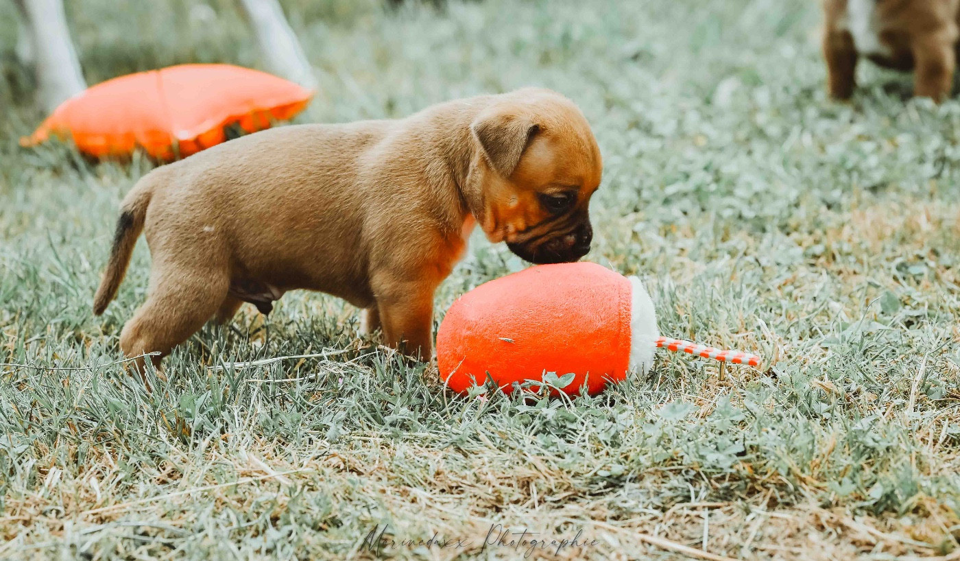 de la Roche de l'Empereur - Chiots disponibles - Staffordshire Bull Terrier