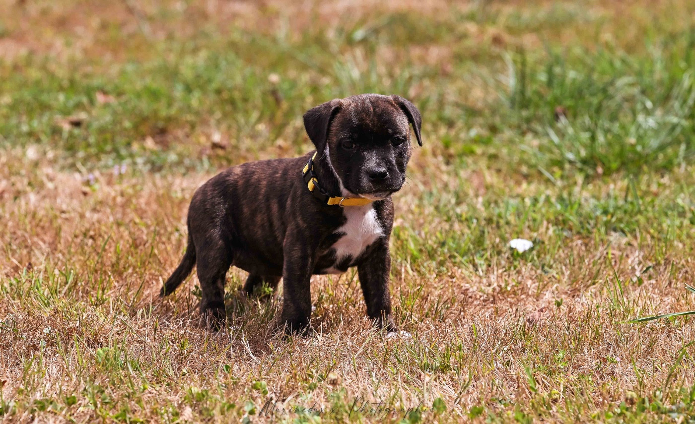 de la Roche de l'Empereur - Staffordshire Bull Terrier - Portée née le 20/05/2026