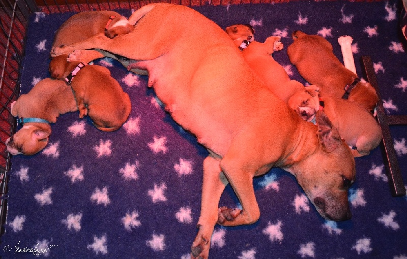 de la Roche de l'Empereur - Staffordshire Bull Terrier - Portée née le 08/11/2015