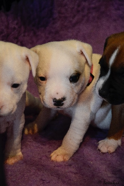 de la Roche de l'Empereur - Staffordshire Bull Terrier - Portée née le 31/10/2016