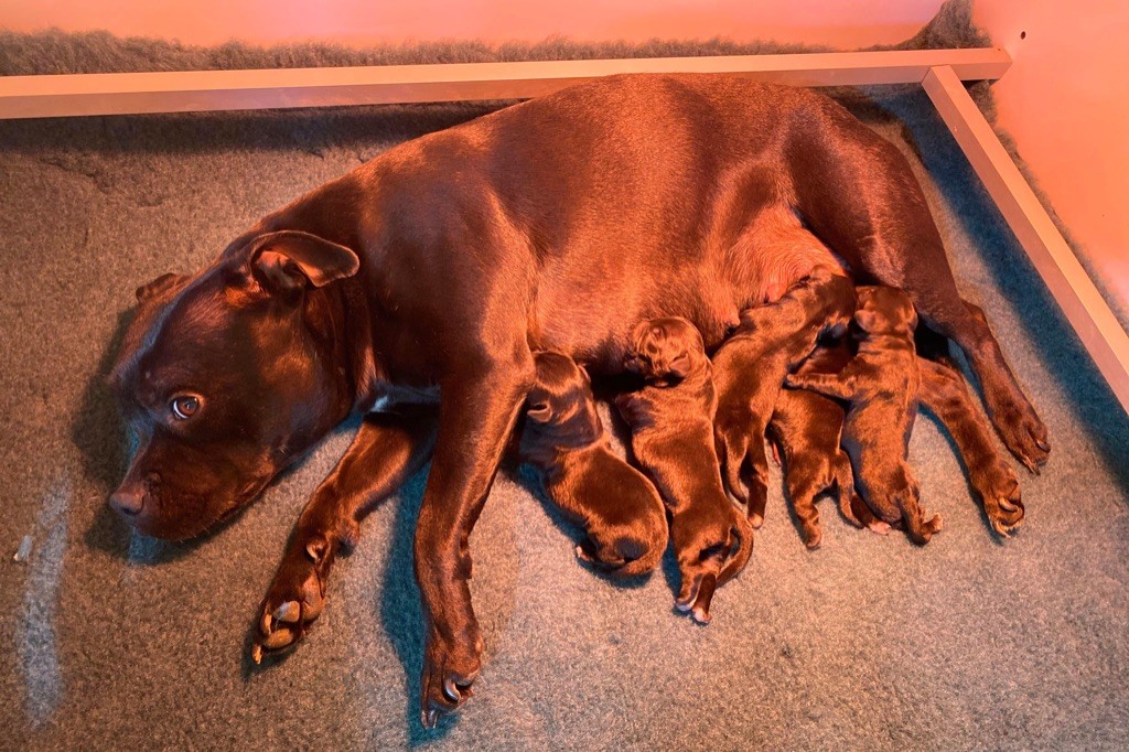 de la Roche de l'Empereur - Staffordshire Bull Terrier - Portée née le 26/03/2020