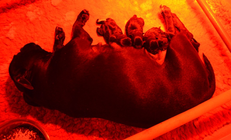 de la Roche de l'Empereur - Staffordshire Bull Terrier - Portée née le 18/01/2013