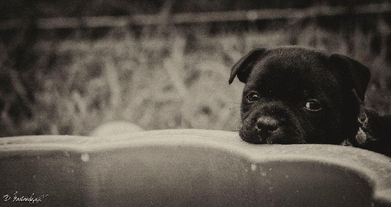 de la Roche de l'Empereur - Staffordshire Bull Terrier - Portée née le 12/04/2016