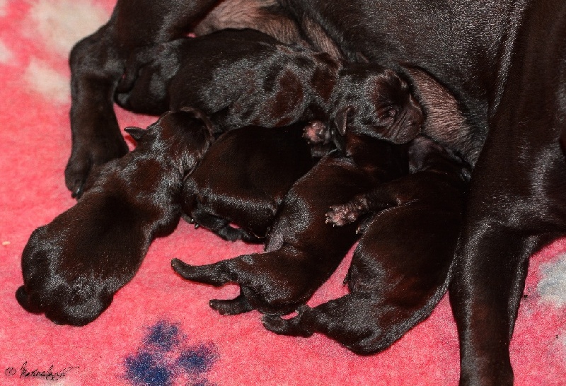 de la Roche de l'Empereur - Staffordshire Bull Terrier - Portée née le 09/06/2015