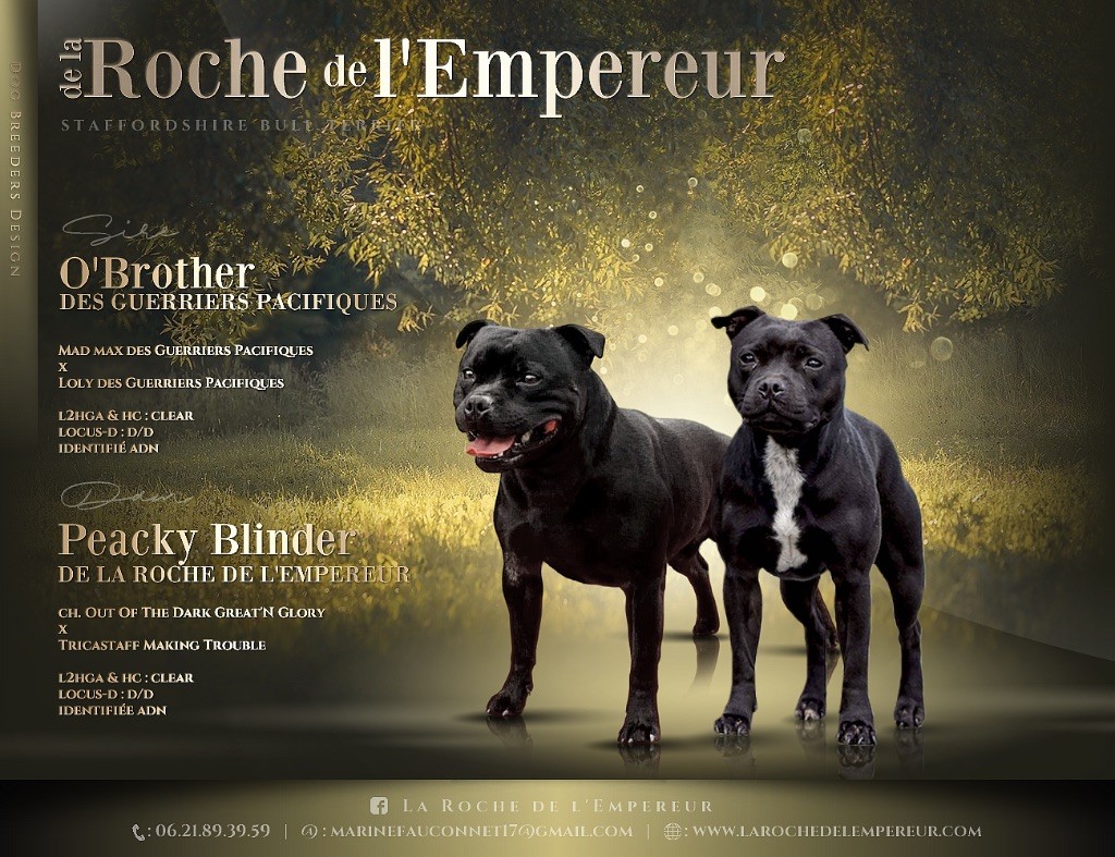 de la Roche de l'Empereur - Staffordshire Bull Terrier - Portée née le 02/05/2025