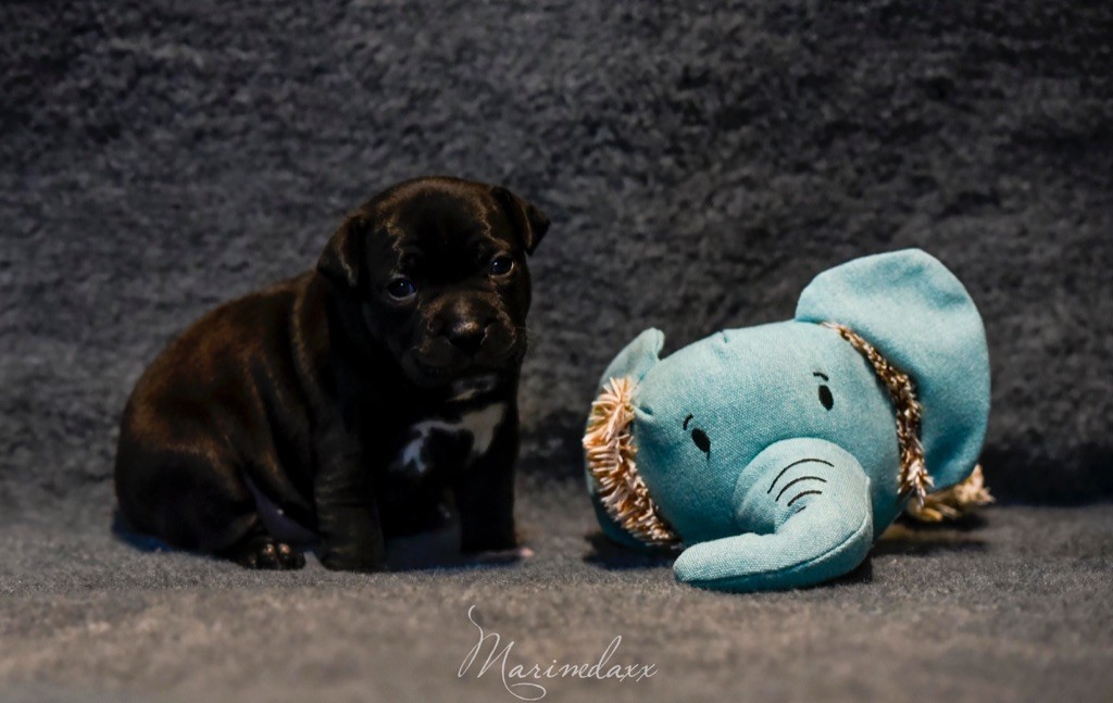 de la Roche de l'Empereur - Staffordshire Bull Terrier - Portée née le 11/10/2020