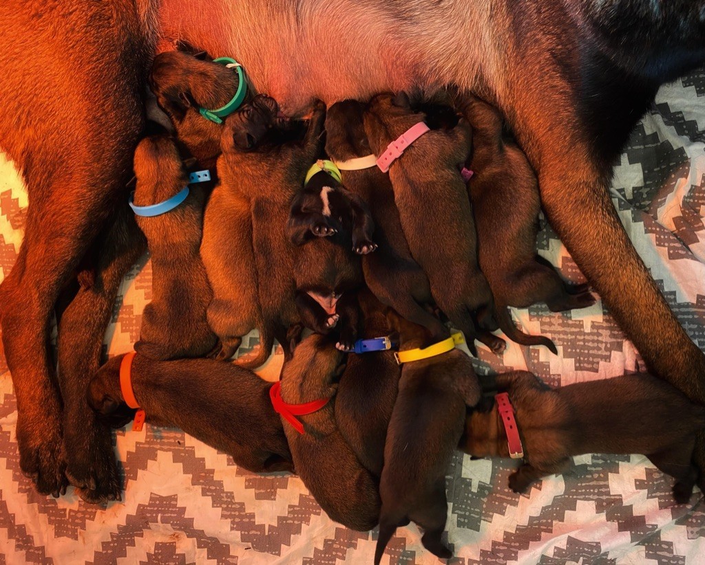 de la Roche de l'Empereur - Berger Belge - Portée née le 29/04/2021