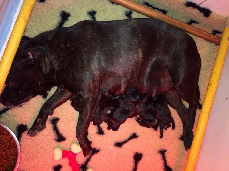 de la Roche de l'Empereur - Staffordshire Bull Terrier - Portée née le 24/09/2014