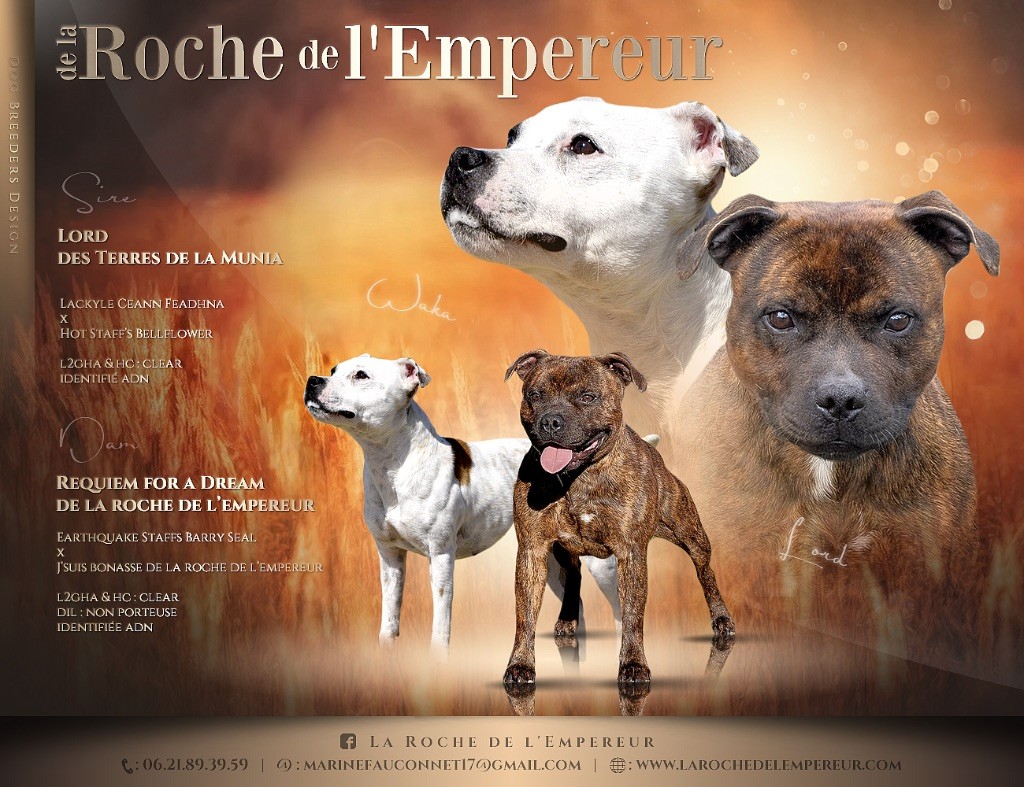 de la Roche de l'Empereur - Staffordshire Bull Terrier - Portée née le 30/08/2023