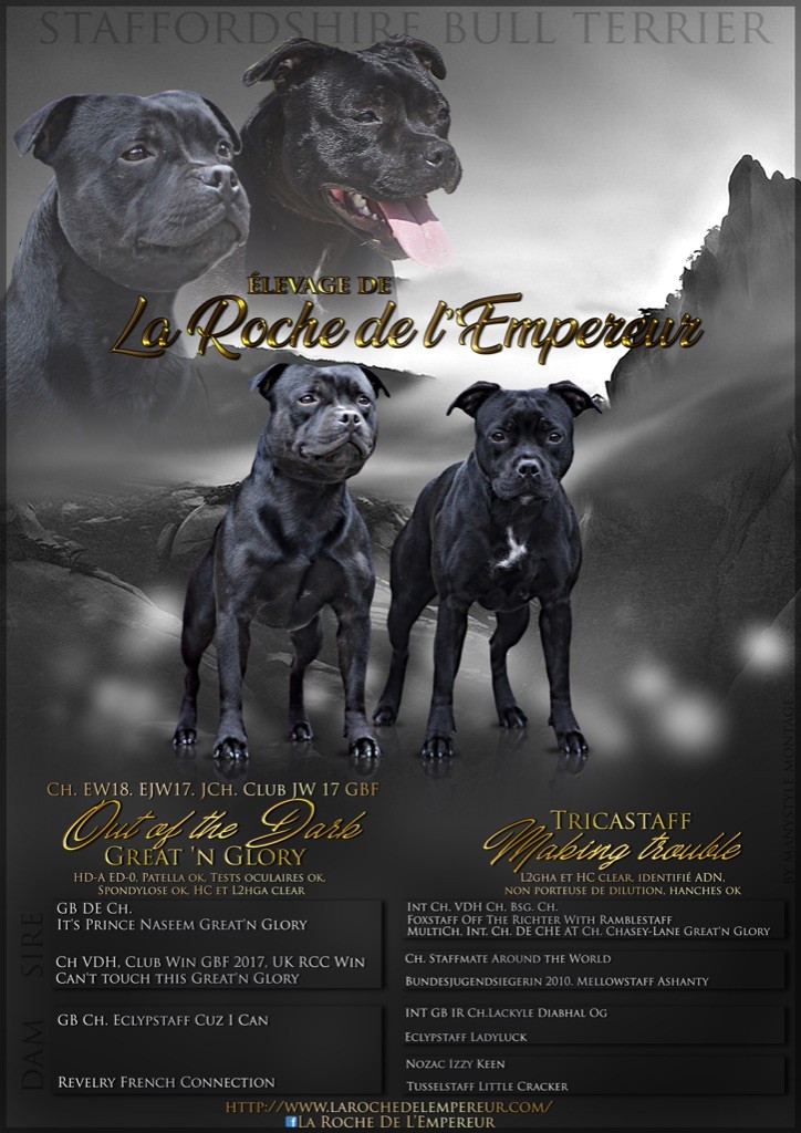 de la Roche de l'Empereur - Staffordshire Bull Terrier - Portée née le 08/01/2019