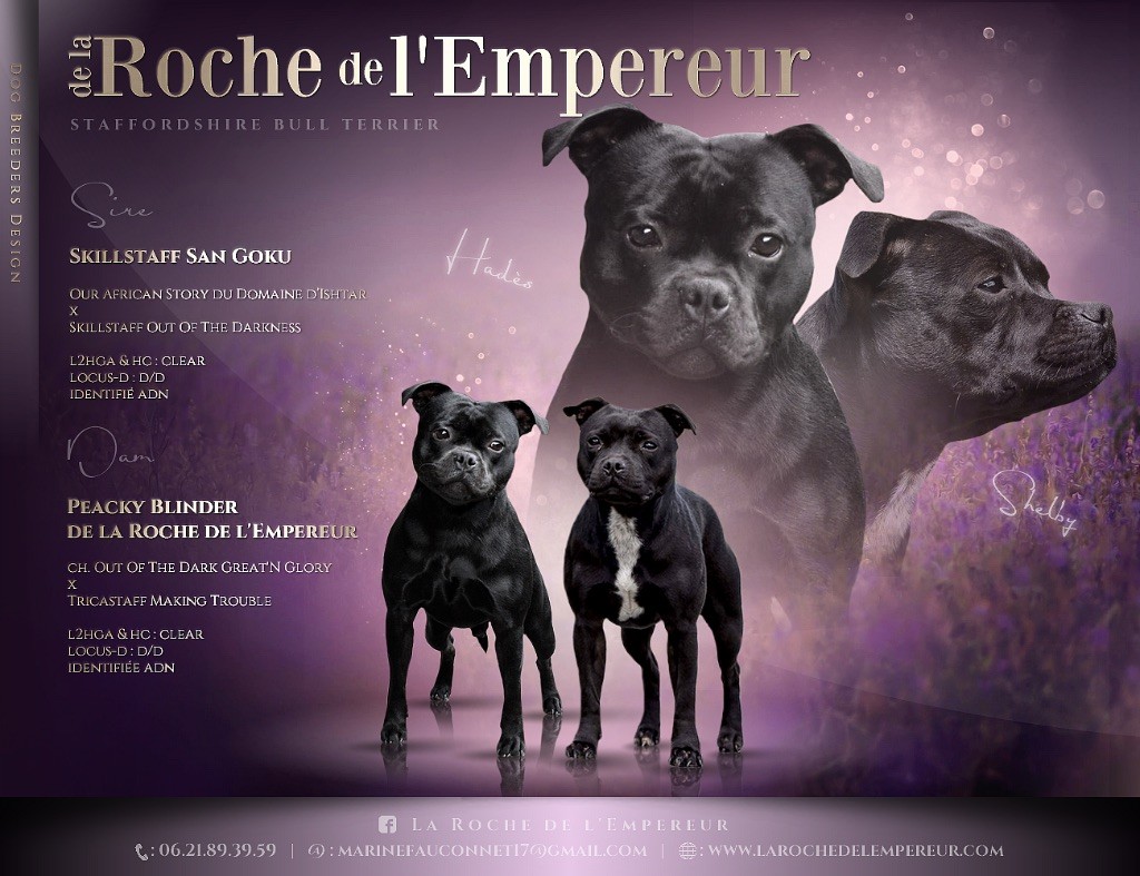 de la Roche de l'Empereur - Staffordshire Bull Terrier - Portée née le 05/05/2023