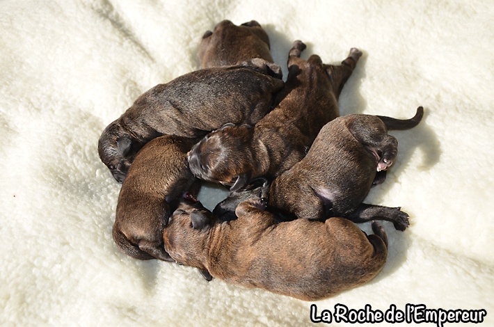 de la Roche de l'Empereur - Staffordshire Bull Terrier - Portée née le 19/06/2013