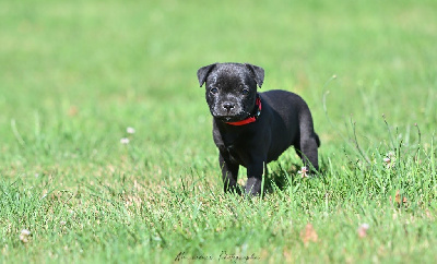 CHIOT