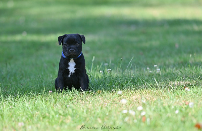 CHIOT