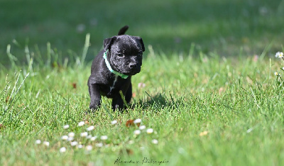CHIOT
