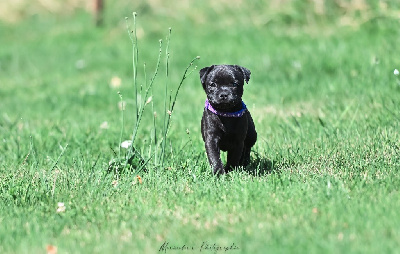 CHIOT