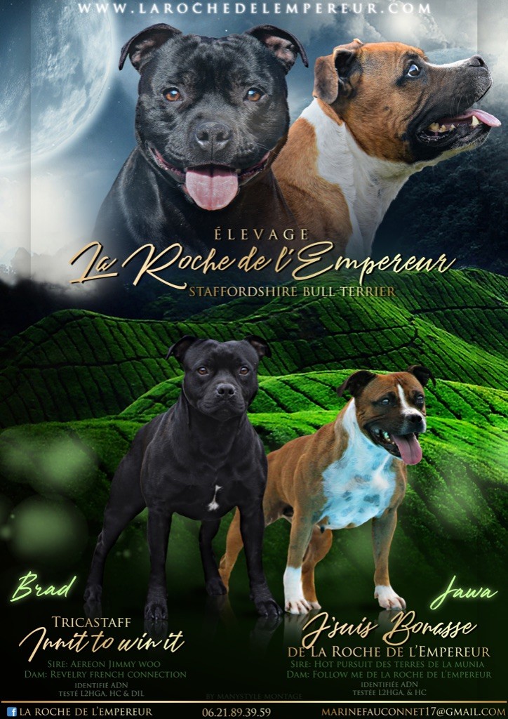 de la Roche de l'Empereur - Staffordshire Bull Terrier - Portée née le 03/05/2019