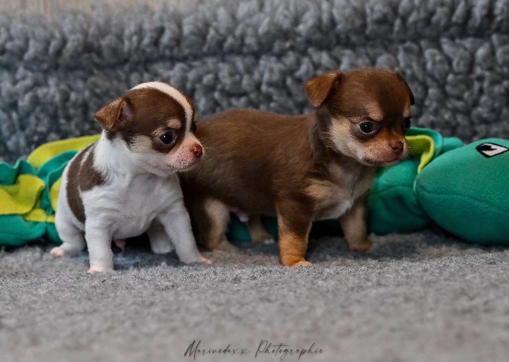 de la Roche de l'Empereur - Chihuahua - Portée née le 21/09/2025
