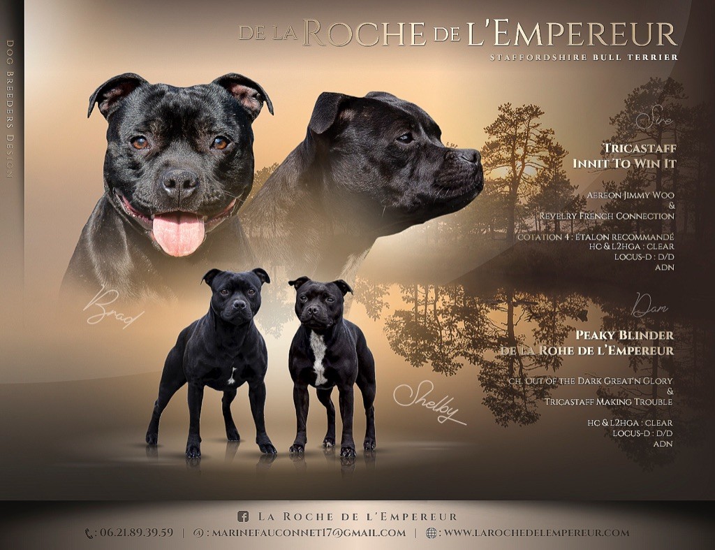 de la Roche de l'Empereur - Staffordshire Bull Terrier - Portée née le 16/01/2022