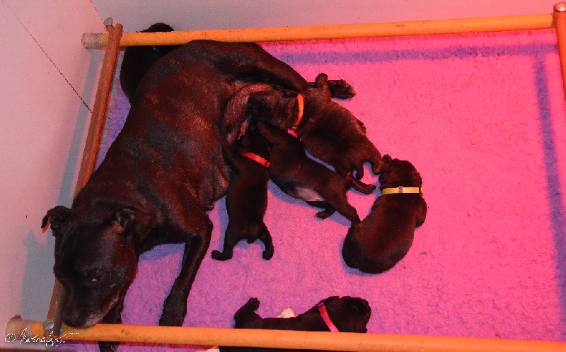 de la Roche de l'Empereur - Staffordshire Bull Terrier - Portée née le 18/11/2015
