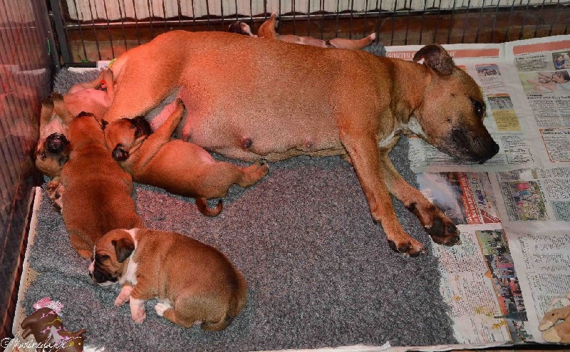 de la Roche de l'Empereur - Staffordshire Bull Terrier - Portée née le 15/09/2014