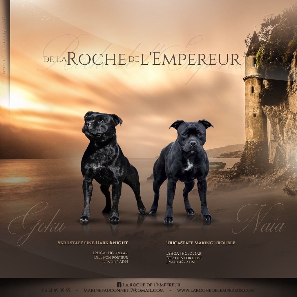 de la Roche de l'Empereur - Staffordshire Bull Terrier - Portée née le 04/05/2021