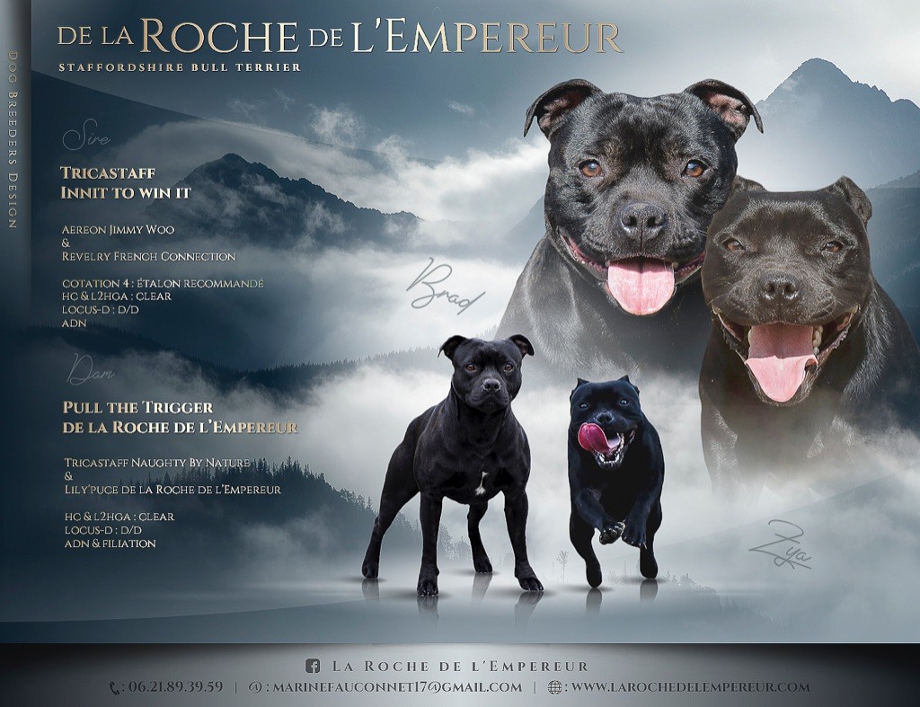 de la Roche de l'Empereur - Staffordshire Bull Terrier - Portée née le 18/01/2022