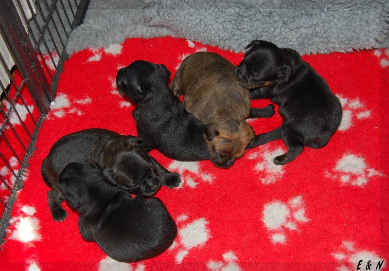 de la Roche de l'Empereur - Staffordshire Bull Terrier - Portée née le 13/09/2011