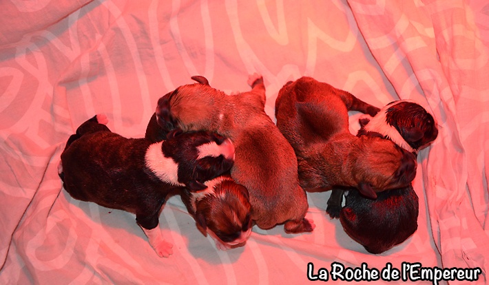 de la Roche de l'Empereur - Staffordshire Bull Terrier - Portée née le 23/05/2013
