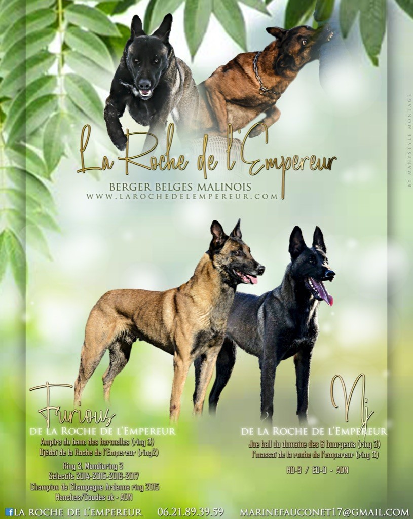 Chiot Berger Belge de la Roche de l'Empereur