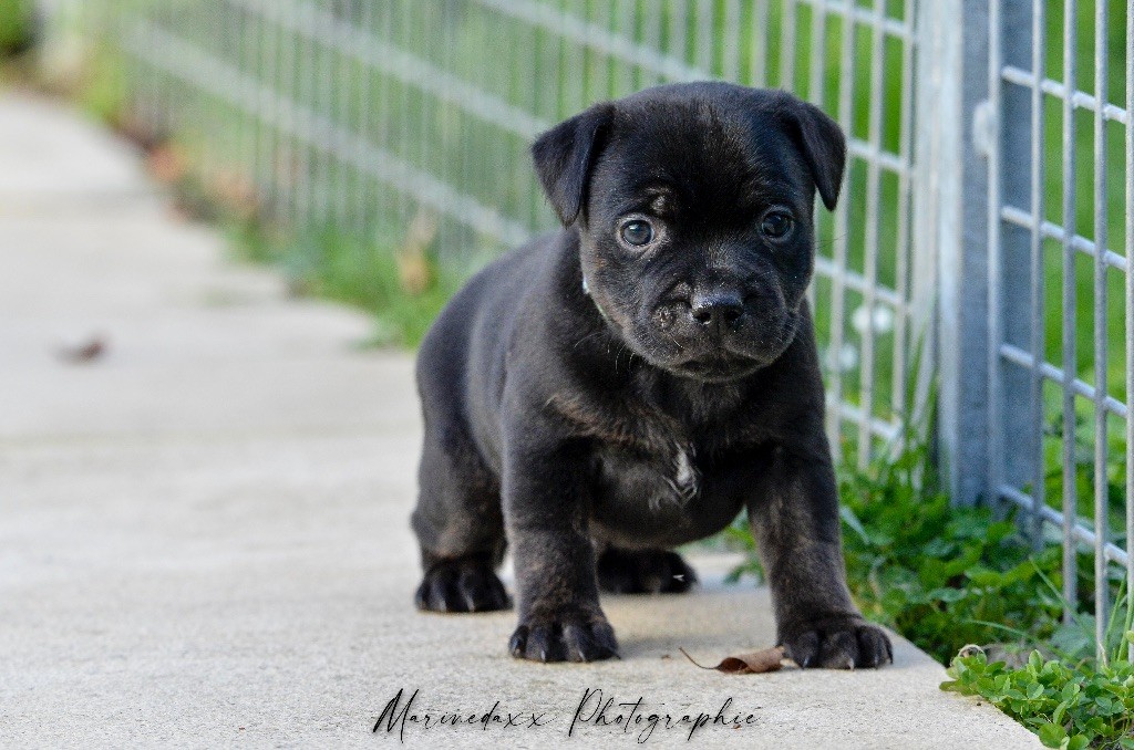 de la Roche de l'Empereur - Staffordshire Bull Terrier - Portée née le 10/12/2022